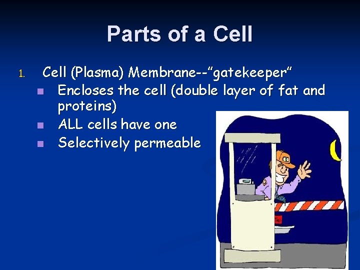 Parts of a Cell 1. Cell (Plasma) Membrane--”gatekeeper” n Encloses the cell (double layer