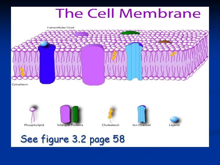 Cell Membrane See figure 3. 2 page 58 