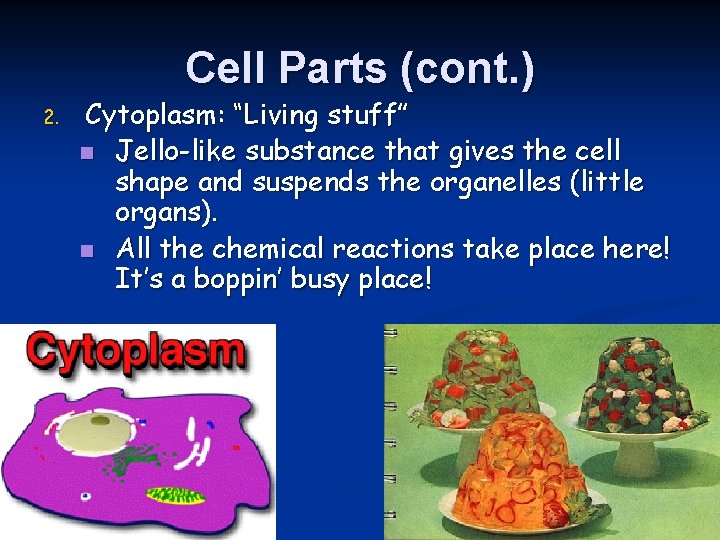 Cell Parts (cont. ) 2. Cytoplasm: “Living stuff” n Jello-like substance that gives the
