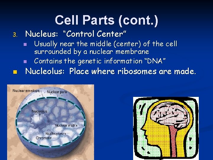 Cell Parts (cont. ) 3. Nucleus: “Control Center” n n n Usually near the