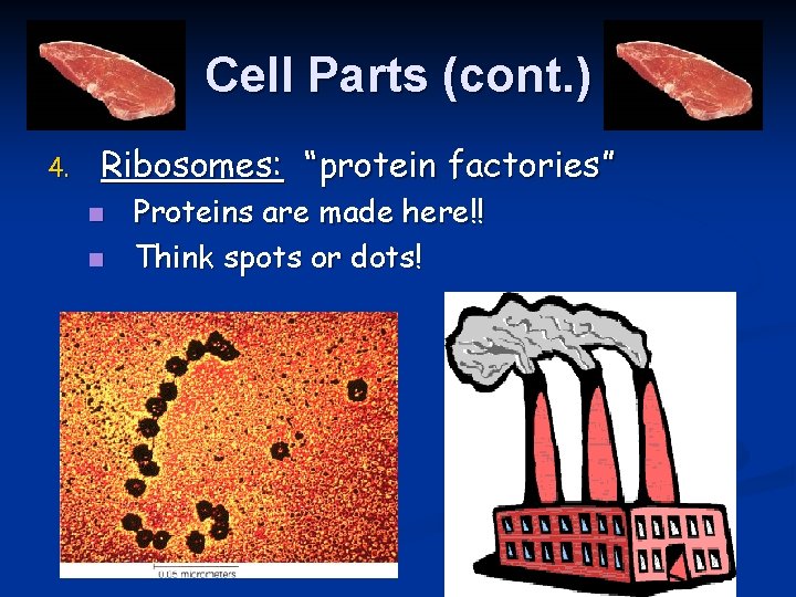Cell Parts (cont. ) 4. Ribosomes: “protein factories” n n Proteins are made here!!