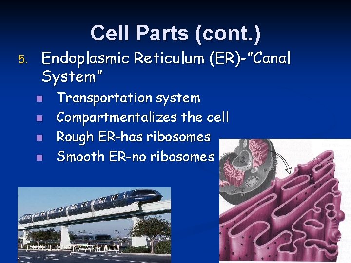 Cell Parts (cont. ) 5. Endoplasmic Reticulum (ER)-”Canal System” n n Transportation system Compartmentalizes