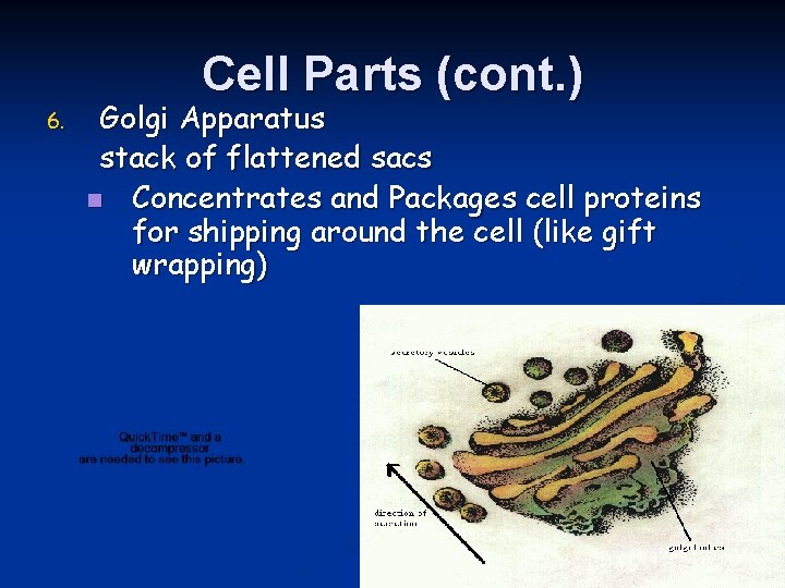 Cell Parts (cont. ) 6. Golgi Apparatus stack of flattened sacs n Concentrates and