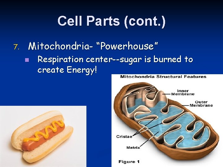 Cell Parts (cont. ) 7. Mitochondria- “Powerhouse” n Respiration center--sugar is burned to create