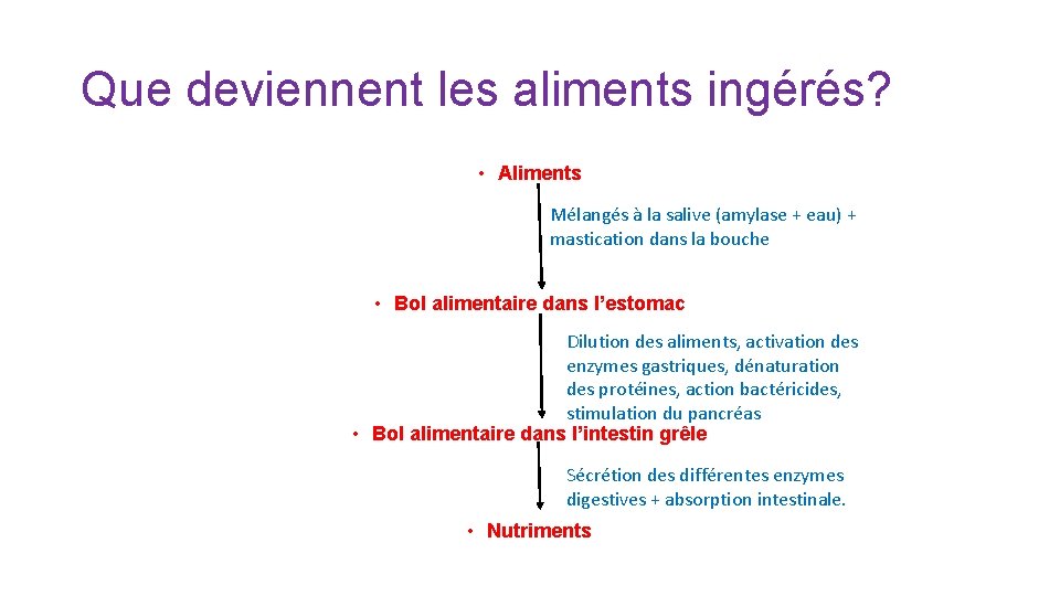 Que deviennent les aliments ingérés? • Aliments Mélangés à la salive (amylase + eau) Que deviennent les aliments ingérés? • Aliments Mélangés à la salive (amylase + eau)