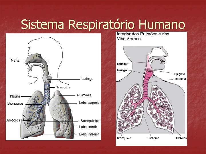 Sistema Respiratório Humano 