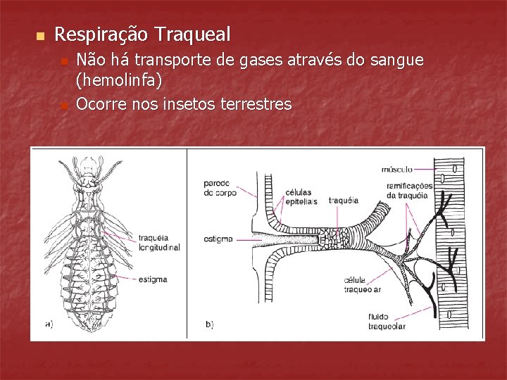 n Respiração Traqueal n n Não há transporte de gases através do sangue (hemolinfa)