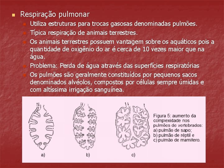 n Respiração pulmonar n n n Utiliza estruturas para trocas gasosas denominadas pulmões. Típica