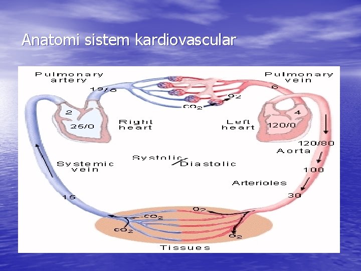 Anatomi sistem kardiovascular 