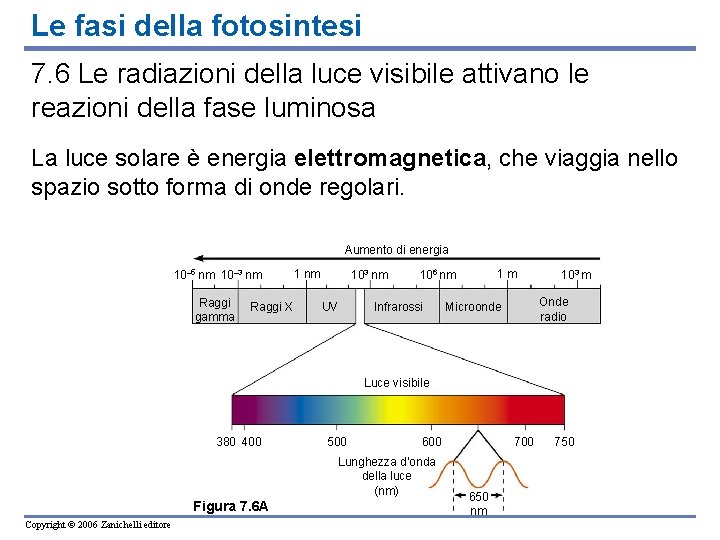 Le fasi della fotosintesi 7. 6 Le radiazioni della luce visibile attivano le reazioni