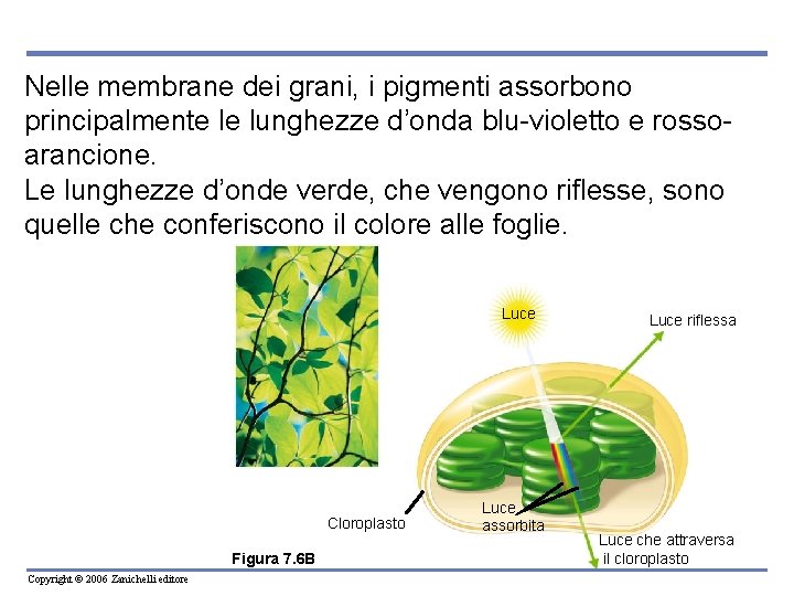 Nelle membrane dei grani, i pigmenti assorbono principalmente le lunghezze d’onda blu-violetto e rossoarancione.