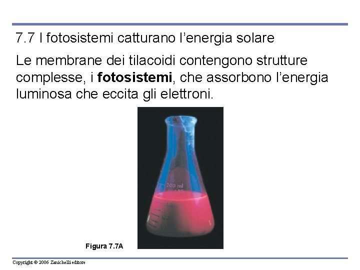 7. 7 I fotosistemi catturano l’energia solare Le membrane dei tilacoidi contengono strutture complesse,
