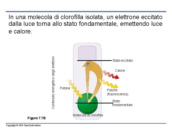 Contenuto energetico degli elettroni In una molecola di clorofilla isolata, un elettrone eccitato dalla
