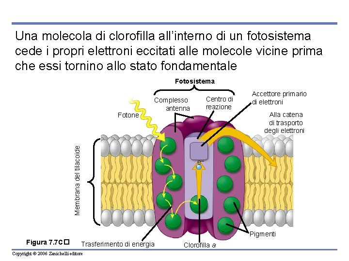 Una molecola di clorofilla all’interno di un fotosistema cede i propri elettroni eccitati alle