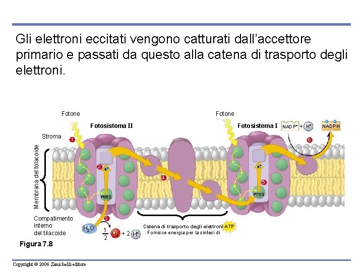 Gli elettroni eccitati vengono catturati dall’accettore primario e passati da questo alla catena di
