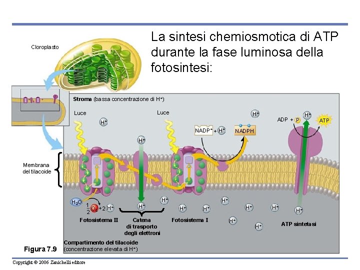 La sintesi chemiosmotica di ATP durante la fase luminosa della fotosintesi: Cloroplasto Stroma (bassa