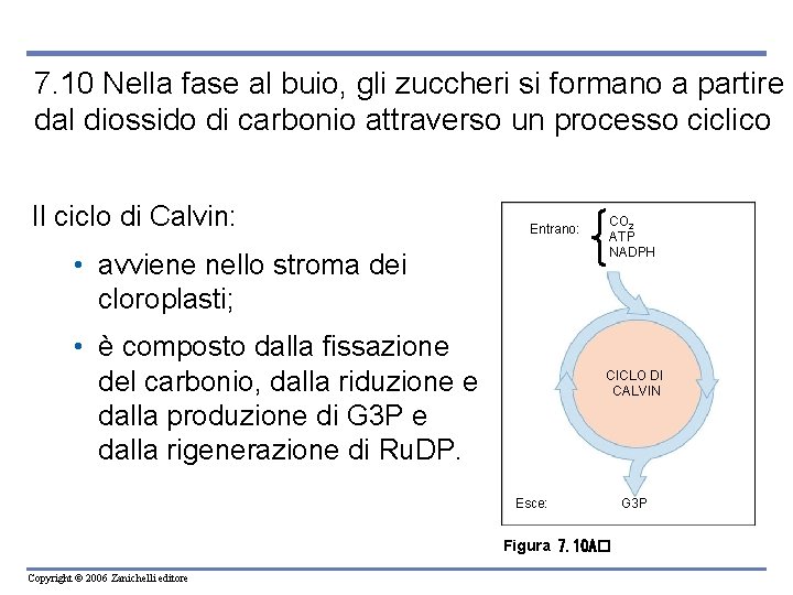 7. 10 Nella fase al buio, gli zuccheri si formano a partire dal diossido