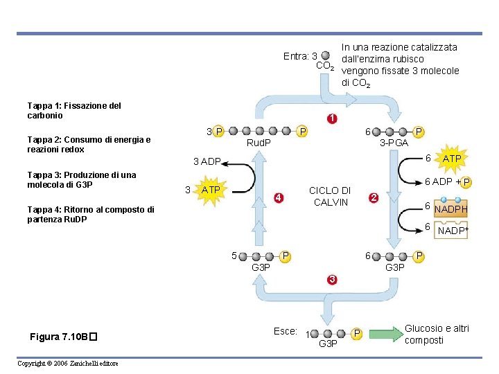 In una reazione catalizzata Entra: 3 dall’enzima rubisco CO 2 vengono fissate 3 molecole