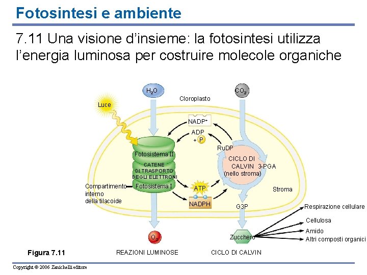 Fotosintesi e ambiente 7. 11 Una visione d’insieme: la fotosintesi utilizza l’energia luminosa per
