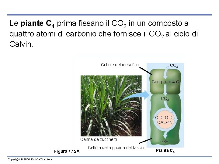 Le piante C 4 prima fissano il CO 2 in un composto a quattro