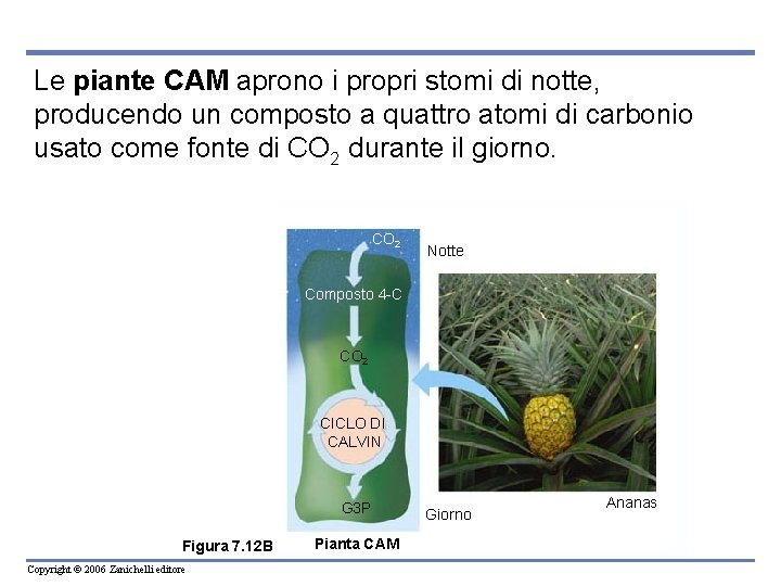 Le piante CAM aprono i propri stomi di notte, producendo un composto a quattro