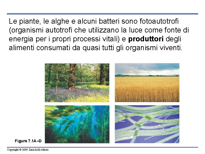 Le piante, le alghe e alcuni batteri sono fotoautotrofi (organismi autotrofi che utilizzano la