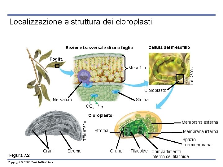 Localizzazione e struttura dei cloroplasti: Cellula del mesofillo Sezione trasversale di una foglia Foglia