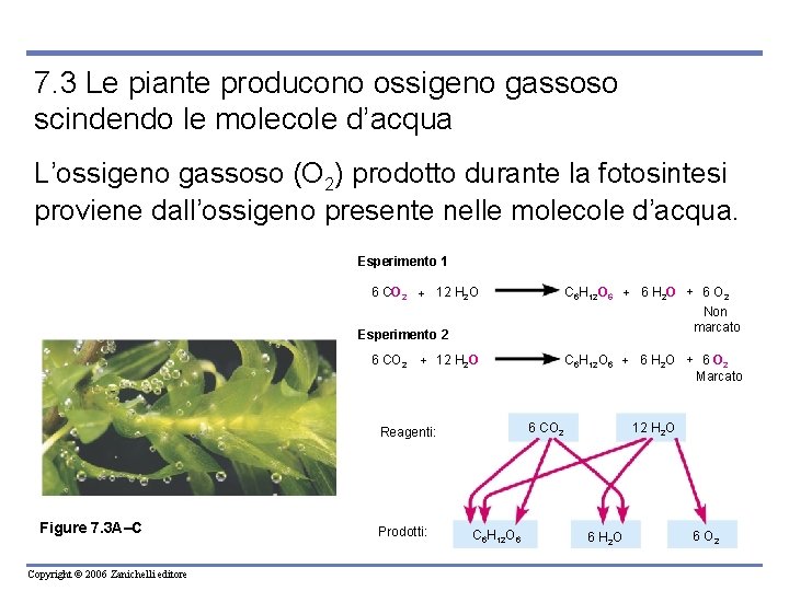 7. 3 Le piante producono ossigeno gassoso scindendo le molecole d’acqua L’ossigeno gassoso (O