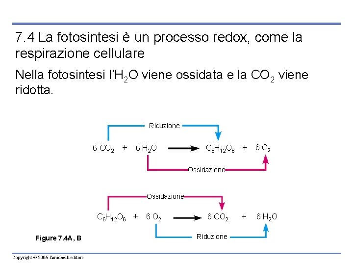 7. 4 La fotosintesi è un processo redox, come la respirazione cellulare Nella fotosintesi