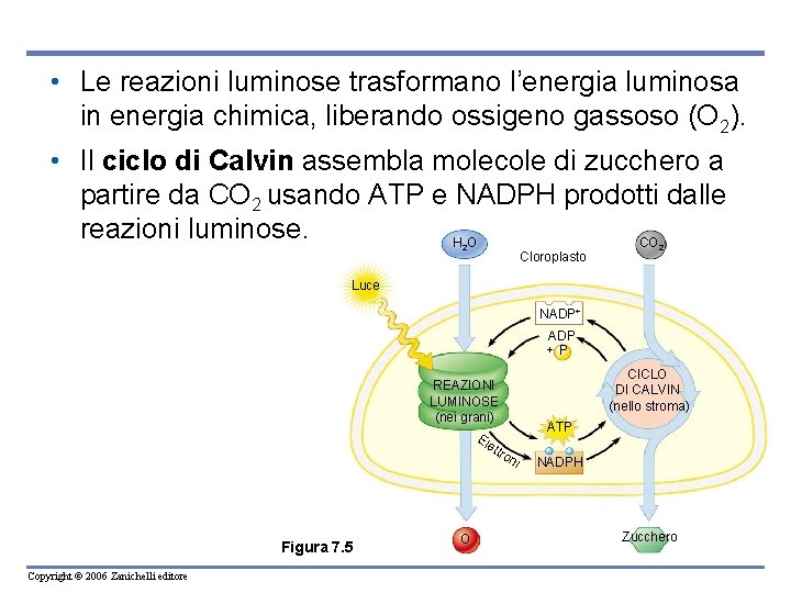 • Le reazioni luminose trasformano l’energia luminosa in energia chimica, liberando ossigeno gassoso