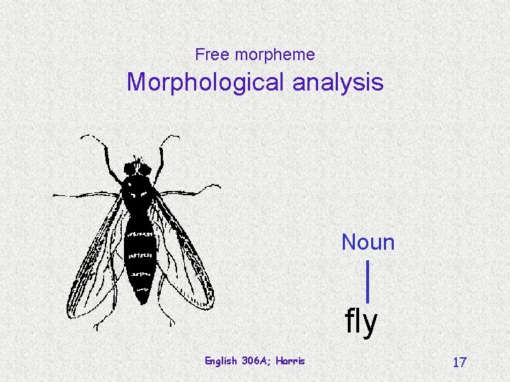 Free morpheme Morphological analysis Noun fly English 306 A; Harris 17 