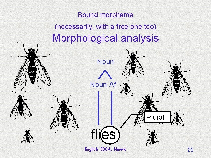 Bound morpheme (necessarily, with a free one too) Morphological analysis Noun Af Plural flies