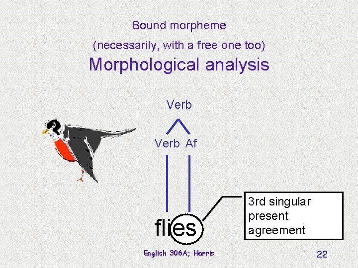 Bound morpheme (necessarily, with a free one too) Morphological analysis Verb Af flies English