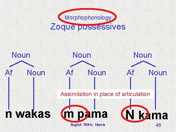 Morphophonology Zoque possessives Noun Af Noun Assimilation in place of articulation n wakas m