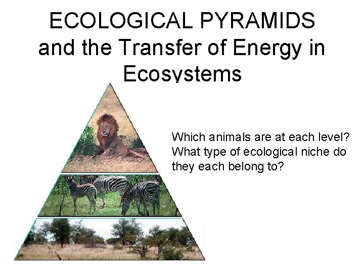 ECOLOGICAL PYRAMIDS and the Transfer of Energy in Ecosystems Which animals are at each