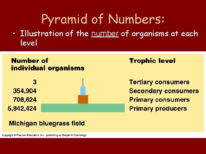 Pyramid of Numbers: • Illustration of the number of organisms at each level 