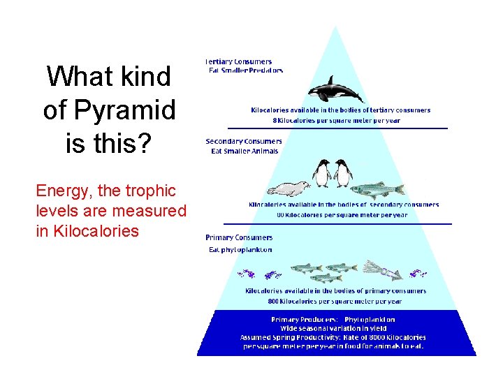 What kind of Pyramid is this? Energy, the trophic levels are measured in Kilocalories