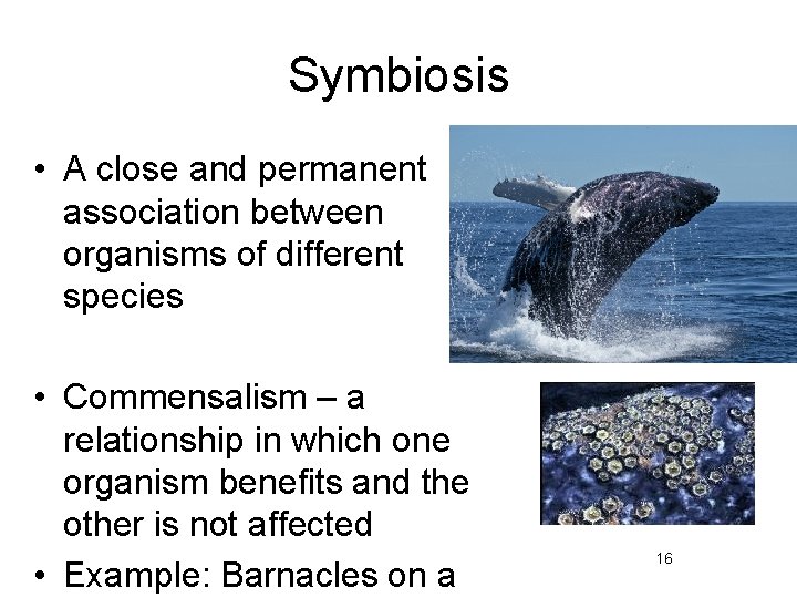 Symbiosis • A close and permanent association between organisms of different species • Commensalism