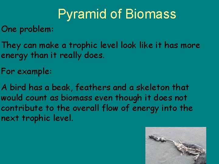 Pyramid of Biomass One problem: They can make a trophic level look like it