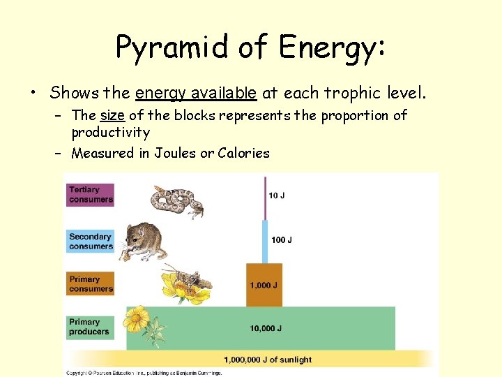 Pyramid of Energy: • Shows the energy available at each trophic level. – The