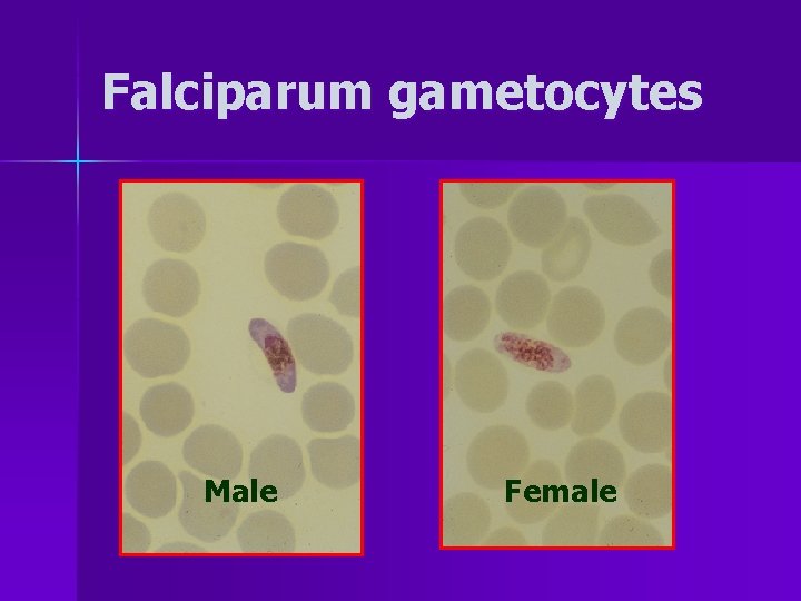 Falciparum gametocytes Male Female 