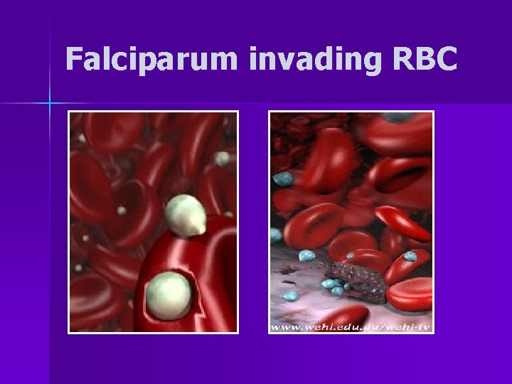 Falciparum invading RBC 
