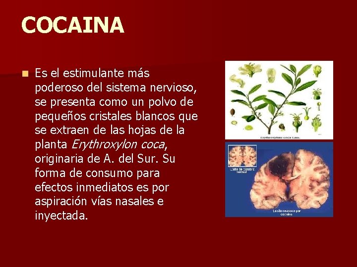 COCAINA n Es el estimulante más poderoso del sistema nervioso, se presenta como un