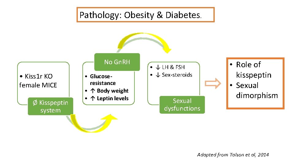 Pathology: Obesity & Diabetes. No Gn. RH • Kiss 1 r KO female MICE