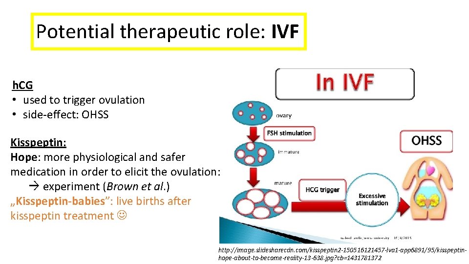 Potential therapeutic role: IVF h. CG • used to trigger ovulation • side-effect: OHSS