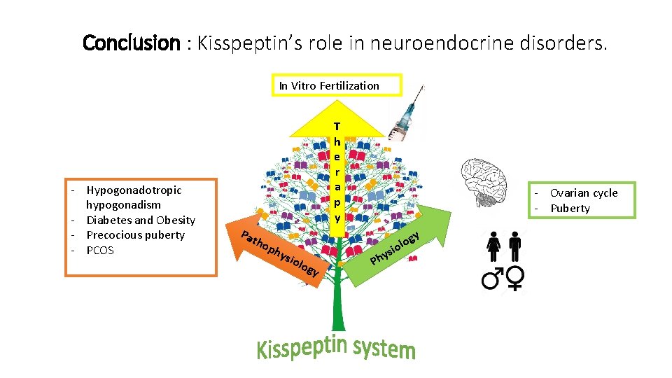 Conclusion : Kisspeptin’s role in neuroendocrine disorders. In Vitro Fertilization - Hypogonadotropic hypogonadism -