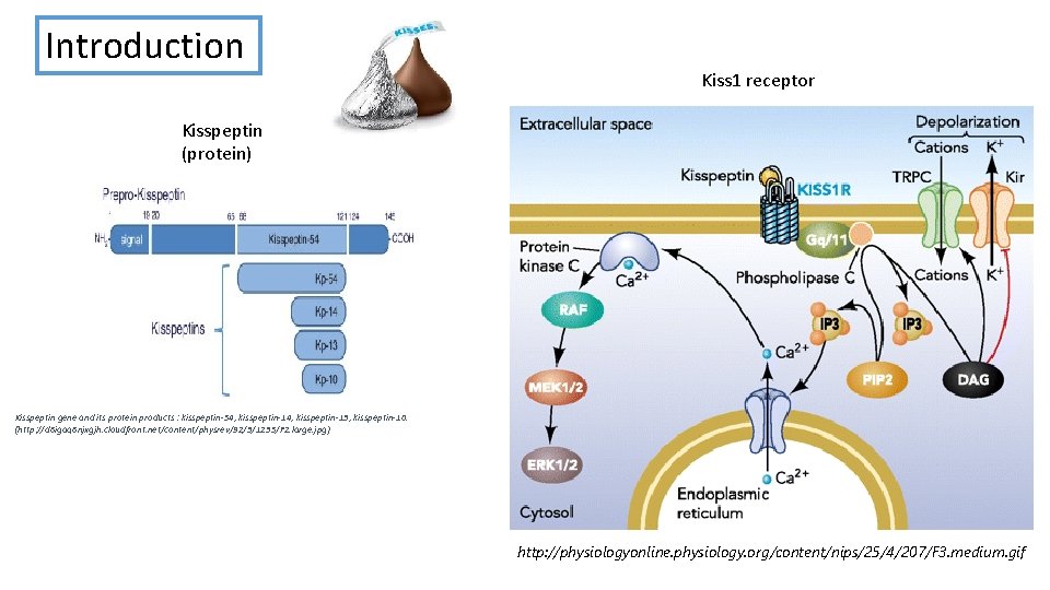 Introduction Kiss 1 receptor Kisspeptin (protein) Kisspeptin gene and its protein products : kisspeptin-54,