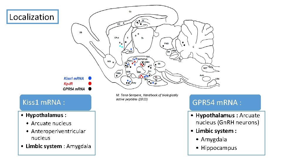 Localization Kiss 1 m. RNA : • Hypothalamus : • Arcuate nucleus • Anteroperiventricular