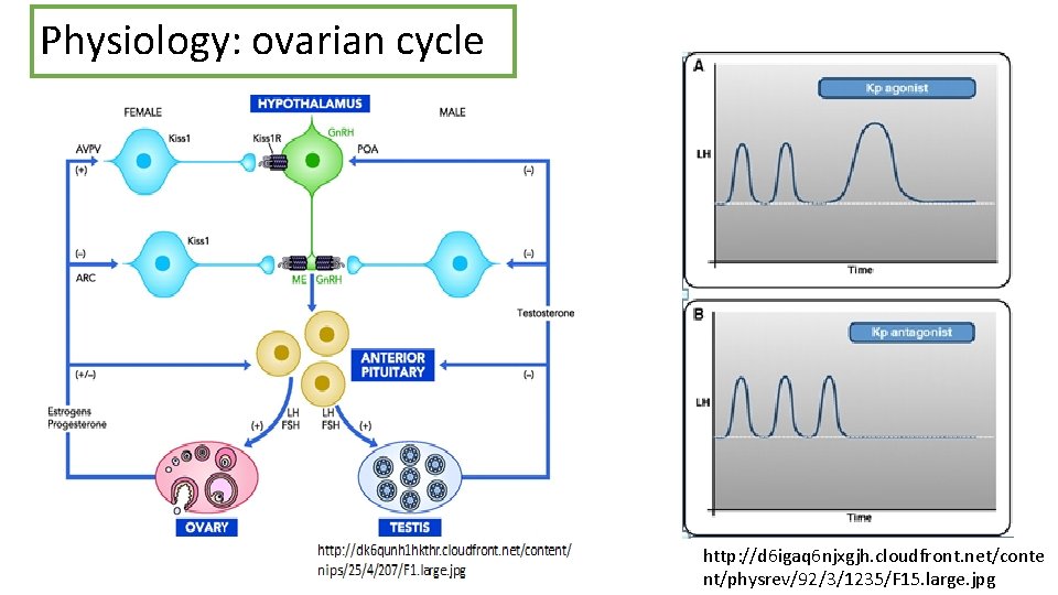 Physiology: ovarian cycle http: //d 6 igaq 6 njxgjh. cloudfront. net/conte nt/physrev/92/3/1235/F 15. large.