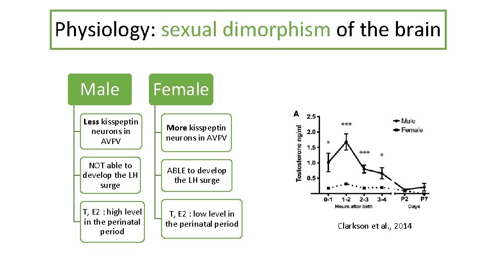 Physiology: sexual dimorphism of the brain Male Female Less kisspeptin neurons in AVPV More